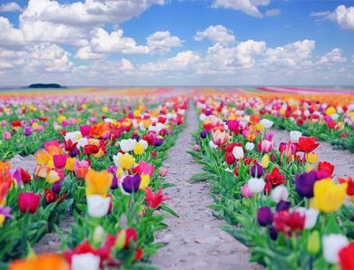 Çiçek Renklerinin Anlamları Nelerdir?